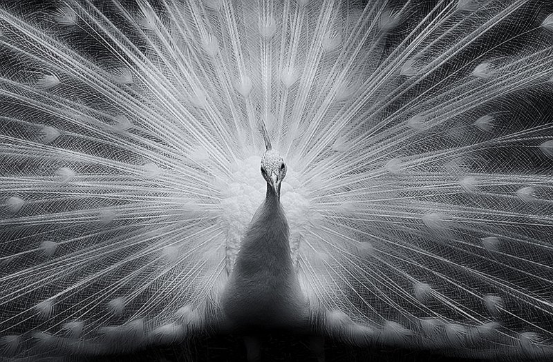274 - white peacock - ALEXANDER Phillipa - australia.jpg